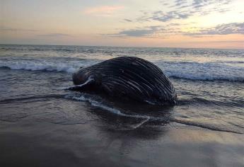 Hallan ballena muerta en playa de Escuinapa