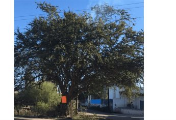 Podaba árbol y sufre descarga eléctrica, en el Águila Azteca