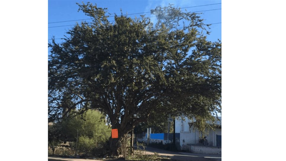 Podaba árbol y sufre descarga eléctrica, en el Águila Azteca