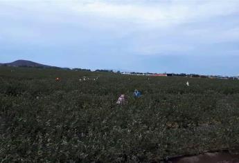 Empresa de arándanos refuerza medidas de prevención contra Covid-19