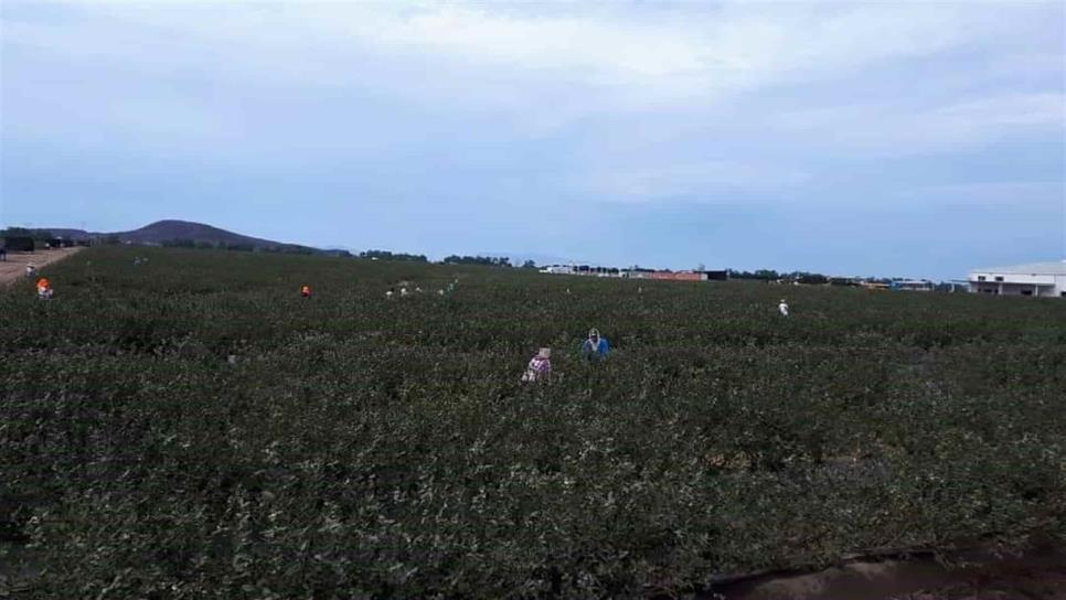 Empresa de arándanos refuerza medidas de prevención contra Covid-19