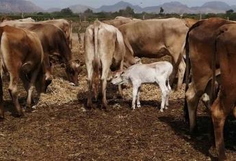 Ganaderos de Mazatlán claman apoyos para no dejar morir a las reses