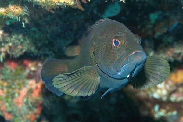 Invitan a consumir pescados y mariscos en pandemia por coronavirus