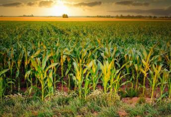 EUA al 92% de la proyección de ventas de maíz