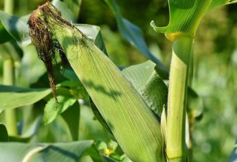 Por sequía Sinaloa sembrará menos maíz