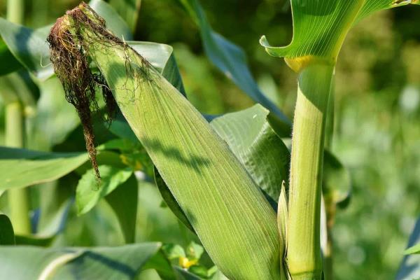 Por sequía Sinaloa sembrará menos maíz