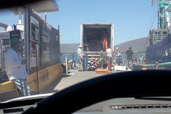 Denuncian que embarcación transportaba gran cantidad de marlin y pez vela en Topolobampo