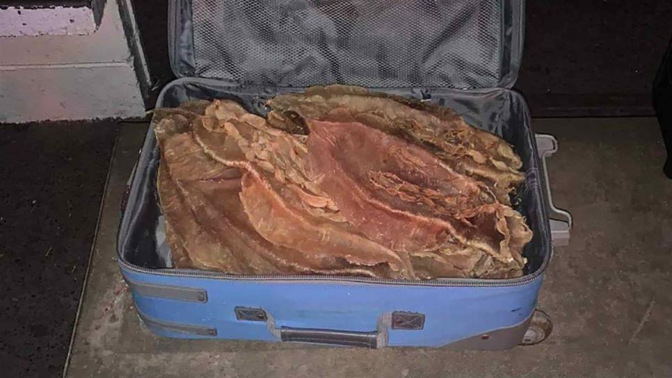 Aseguran 66 buches de totoaba en Mazatlán