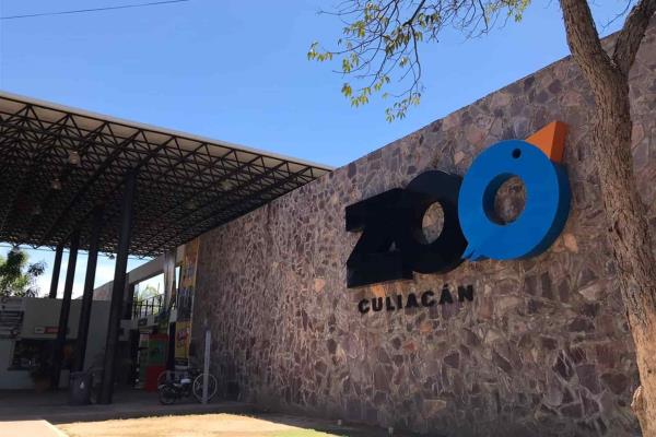 Mapache se mete al Zoo Culiacán y ataca a mujer policía