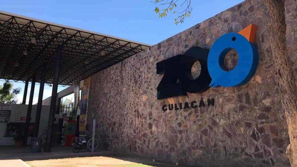 Mapache se mete al Zoo Culiacán y ataca a mujer policía