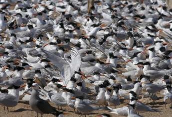 Buscan conservación de unas mil 800 especies de aves migratorias