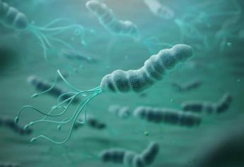 Desarrollan tratamiento contra infecciones de Helicobacter pylori