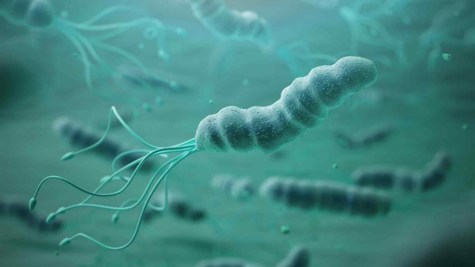 Desarrollan tratamiento contra infecciones de Helicobacter pylori