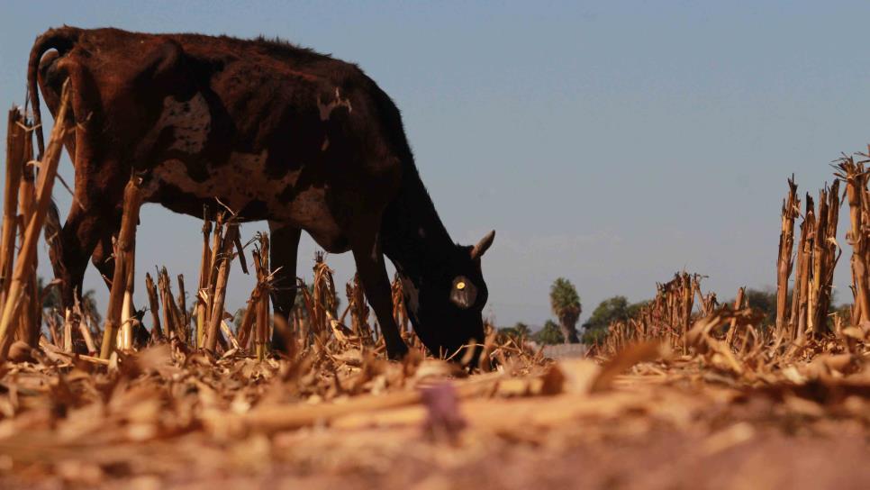 Ordeñas completas desaparecieron por sequía en Mazatlán