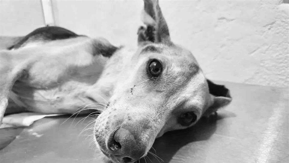 Muere Chuchito 24 horas después de abuso sexual Muere Chuchito 24 horas después de abuso sexual