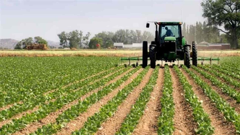 Plantean establecer primavera verano en norte de Sinaloa