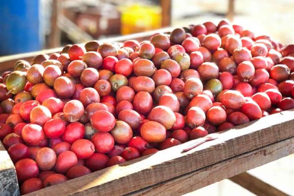 Toman medidas previo al inicio de la temporada de ciruelas en Concordia
