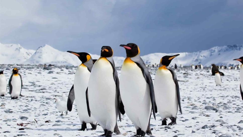 Pingüinos rey producen grandes cantidades de gas de la risa Pingüinos rey producen grandes cantidades de gas de la risa