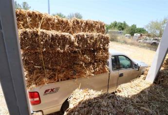 Subsidia Nubia Ramos 50 mil pacas a ganaderos de El Fuerte