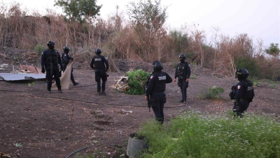 Policía Estatal asegura plantío de mariguana al norte de Culiacán