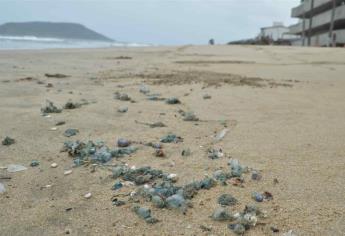 Llaman a estar alerta por quemadores en playas de Mazatlán