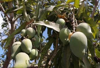 Entran en crisis las huertas de mango en el sur de Sinaloa por la falta de agua