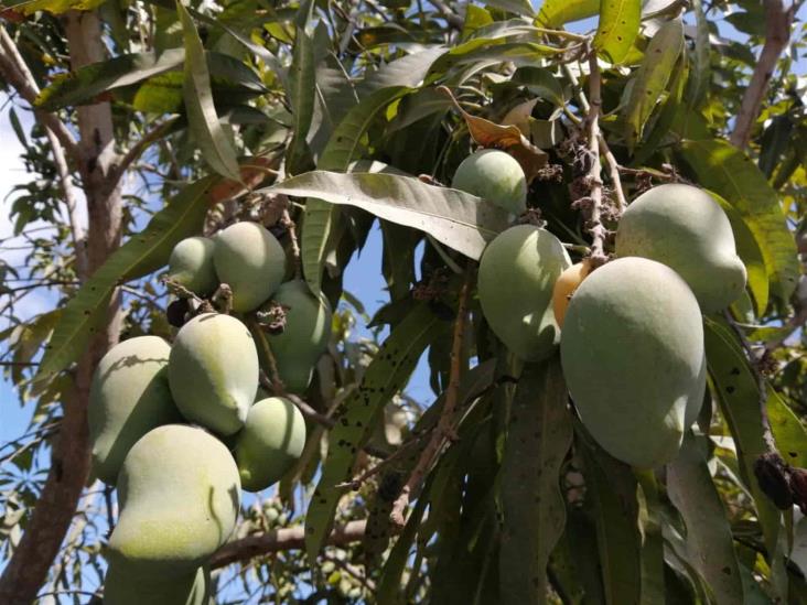 Entran en crisis las huertas de mango en el sur de Sinaloa por la falta de agua Entran en crisis las huertas de mango en el sur de Sinaloa por la falta de agua