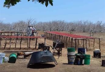 Cae venta de ciruela 50% en Aguacaliente de Gárate por la pandemia