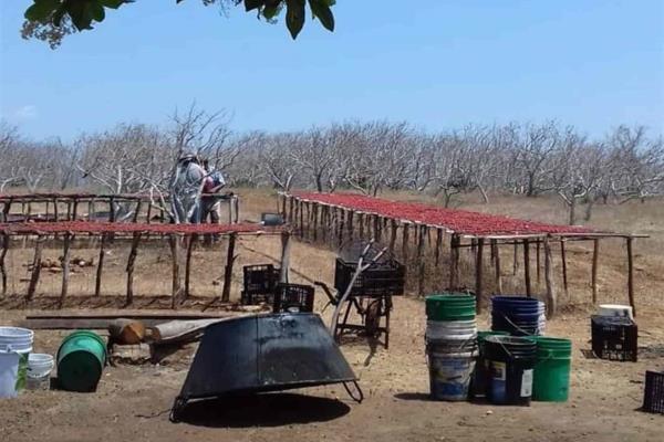 Cae venta de ciruela 50% en Aguacaliente de Gárate por la pandemia