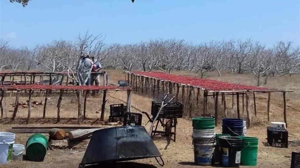 Cae venta de ciruela 50% en Aguacaliente de Gárate por la pandemia