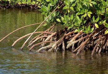 Urge protección de manglares en Sinaloa, advierte ambientalista