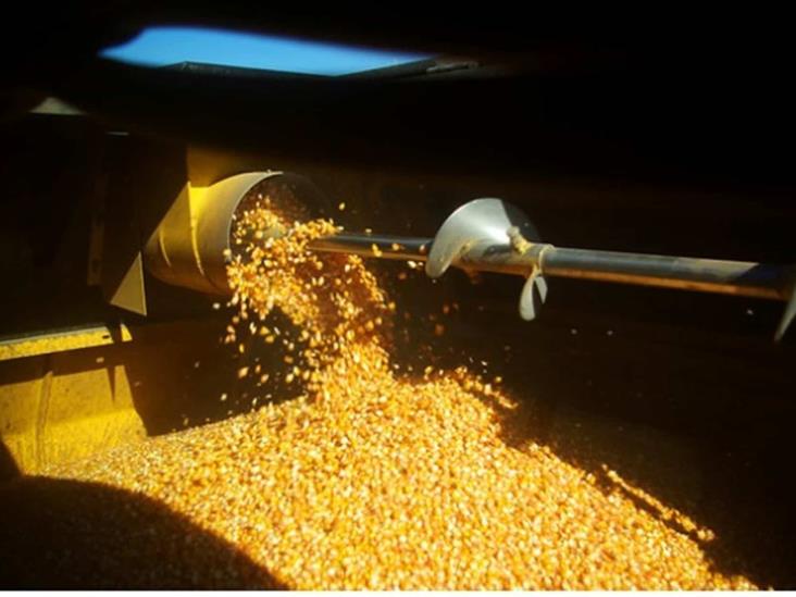 Cierran a la baja precios de los granos en Bolsa de Chicago Cierran a la baja precios de los granos en Bolsa de Chicago