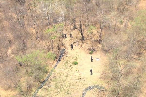 Con sobrevuelos, PEP localiza plantío de mariguana en Culiacán