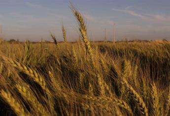 Sader no pagará este año adeudos del trigo del 2019