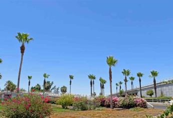 Dan mantenimiento a más de 3 mil 500 palmeras en Culiacán