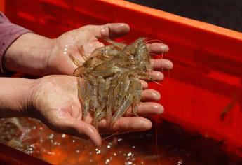 Arranca lenta la pesca de camarón para los ribereños en el sur de Sinaloa