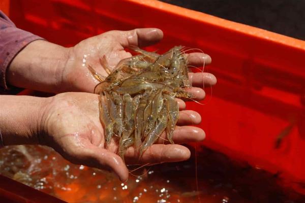 Se mantiene a la baja precio del camarón