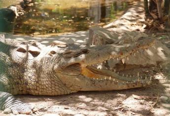 Zoológico de Culiacán al rescate de animales silvestres