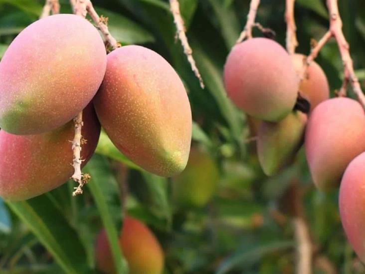 Producción de mango podría caer hasta un 50 % este año Producción de mango podría caer hasta un 50 % este año