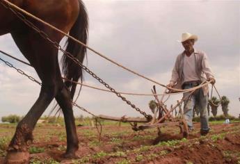 Con trabajo celebran Día del Agricultor en Sinaloa