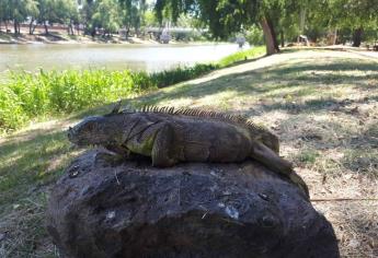 Abren Isla de Orabá; piden que respeten a las iguanas y sana distancia