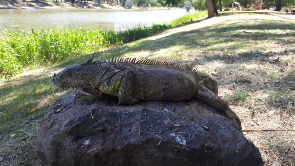 Abren Isla de Orabá; piden que respeten a las iguanas y sana distancia