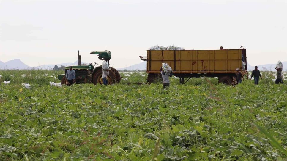 Multas de 100 mil pesos por trabajo infantil en campos agrícolas