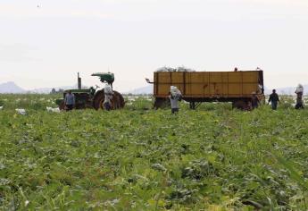 Verifican que campos agrícolas cumplan con condiciones para migrantes