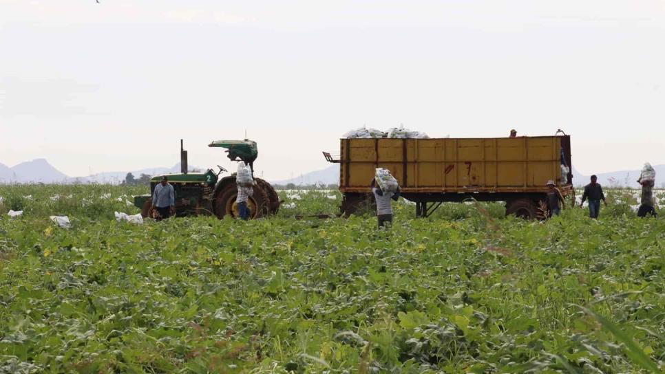 Verifican que campos agrícolas cumplan con condiciones para migrantes Verifican que campos agrícolas cumplan con condiciones para migrantes