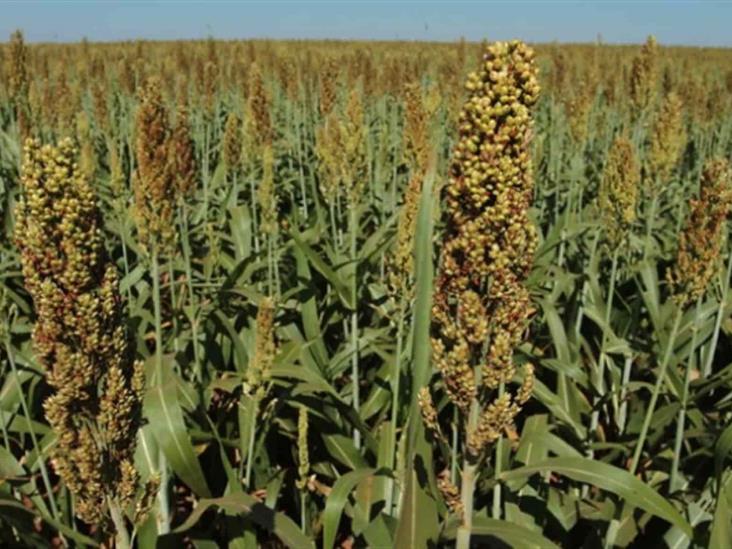 SAyG gestiona apoyos para productores de Sinaloa SAyG gestiona apoyos para productores de Sinaloa