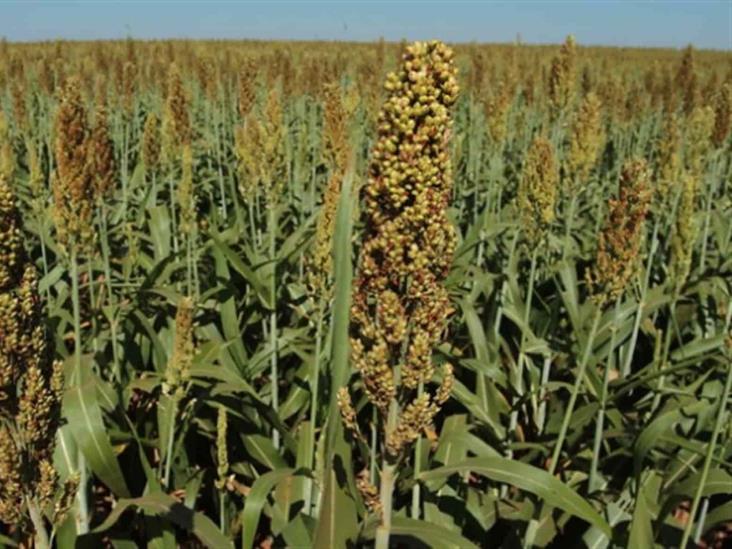 Se abre ventanilla para apoyo de semilla de sorgo Se abre ventanilla para apoyo de semilla de sorgo