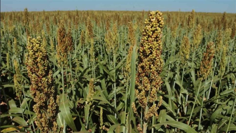 Se abre ventanilla para apoyo de semilla de sorgo