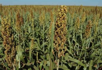 ¿Preocupado por la sequía? El sorgo es una buena opción