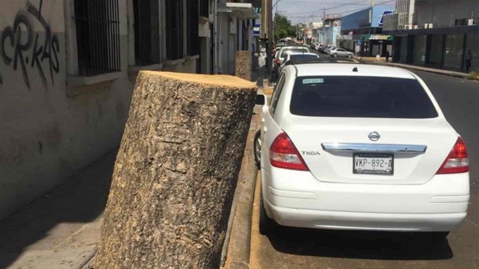 Particular tala árboles en el Centro de Culiacán sin permiso y será multado Particular tala árboles en el Centro de Culiacán sin permiso y será multado